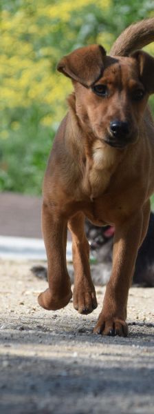 latte – Mischling, Weibchen, Alter unbekannt, Ungarn – Foto 16