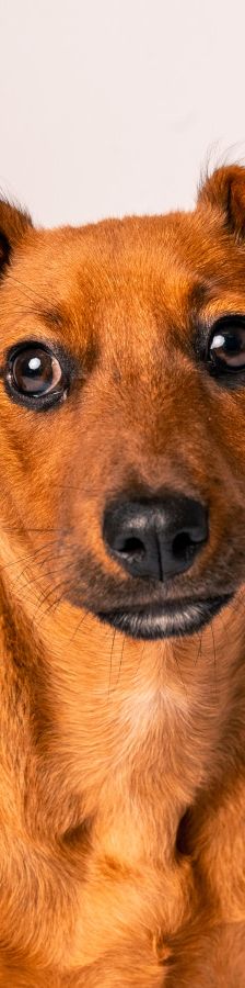 latte – Mischling, Weibchen, Alter unbekannt, Ungarn – Foto 17