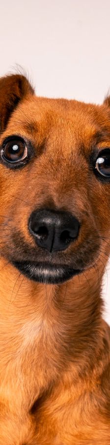 latte – Mischling, Weibchen, Alter unbekannt, Ungarn – Foto 18