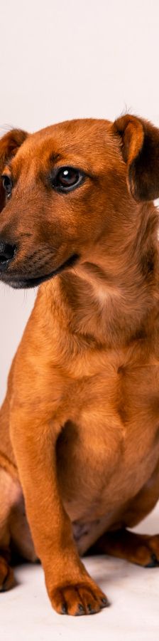 latte – Mischling, Weibchen, Alter unbekannt, Ungarn – Foto 20