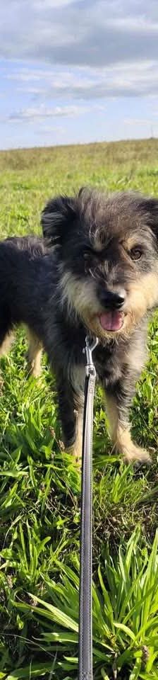 picknick – Mischling, Männchen, 6 Jahre, Ungarn – Foto 1