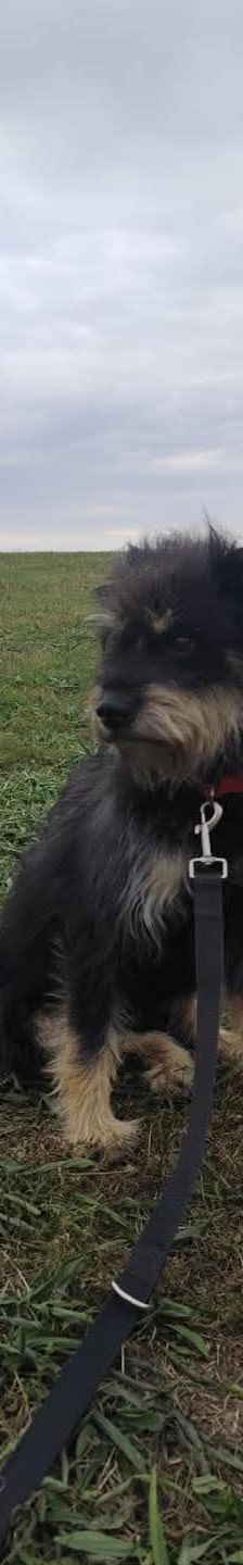 picknick – Mischling, Männchen, 6 Jahre, Ungarn – Foto 3