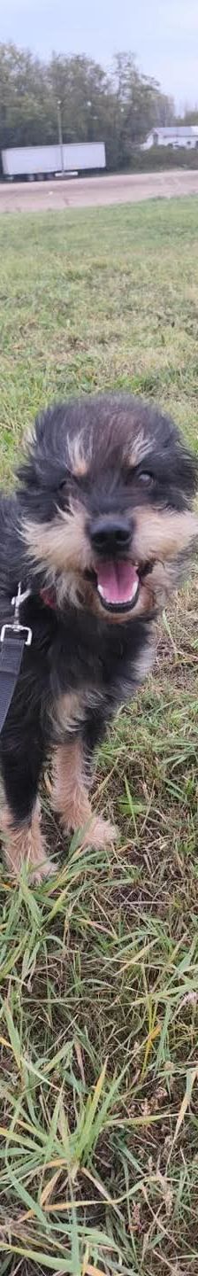 picknick – Mischling, Männchen, 6 Jahre, Ungarn – Foto 4