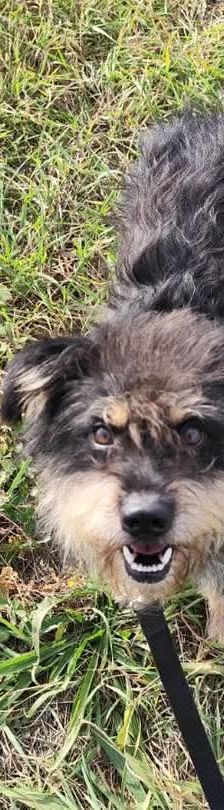 picknick – Mischling, Männchen, 6 Jahre, Ungarn – Foto 5