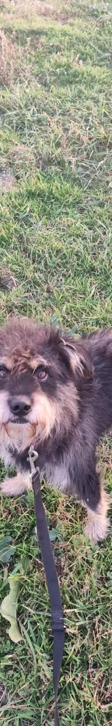 picknick – Mischling, Männchen, 6 Jahre, Ungarn – Foto 6