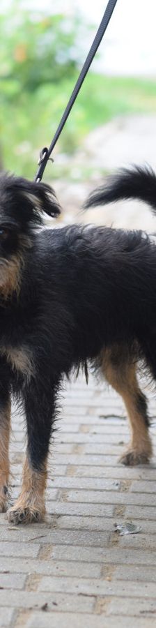 picknick – Mischling, Männchen, 6 Jahre, Ungarn – Foto 8