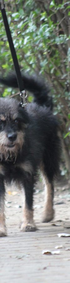 picknick – Mischling, Männchen, 6 Jahre, Ungarn – Foto 10