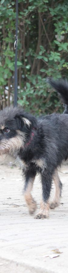 picknick – Mischling, Männchen, 6 Jahre, Ungarn – Foto 12
