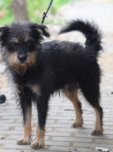 picknick – Mischling, Männchen, 6 Jahre, Ungarn – Foto 15