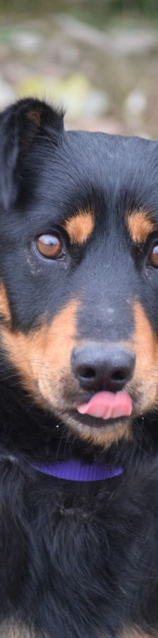 lana – Mischling, Weibchen, Alter unbekannt, Ungarn – Foto 1