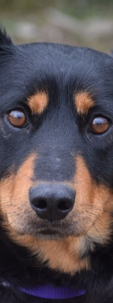 lana – Mischling, Weibchen, Alter unbekannt, Ungarn – Foto 4