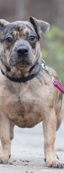 milka – Mischling, Weibchen, 1 Jahr, Ungarn – Foto 1