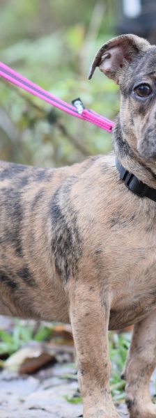 milka – Mischling, Weibchen, 1 Jahr, Ungarn – Foto 2