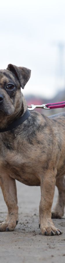 milka – Mischling, Weibchen, 1 Jahr, Ungarn – Foto 3