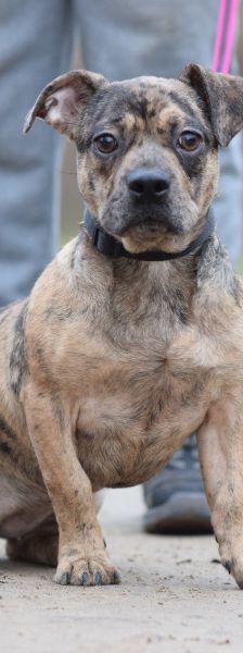 milka – Mischling, Weibchen, 1 Jahr, Ungarn – Foto 4