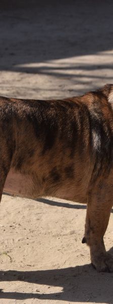 milka – Mischling, Weibchen, 1 Jahr, Ungarn – Foto 5