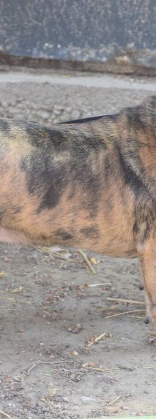 milka – Mischling, Weibchen, 1 Jahr, Ungarn – Foto 6