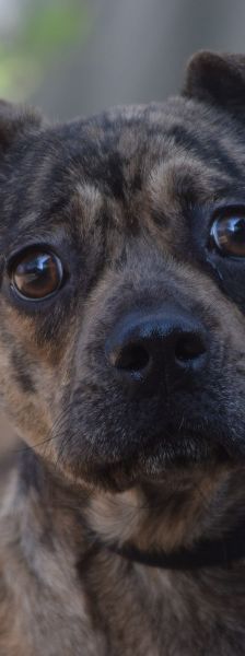 milka – Mischling, Weibchen, 1 Jahr, Ungarn – Foto 7