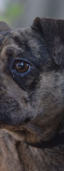 milka – Mischling, Weibchen, 1 Jahr, Ungarn – Foto 8