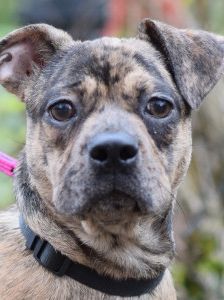 milka – Mischling, Weibchen, 1 Jahr, Ungarn – Foto 9