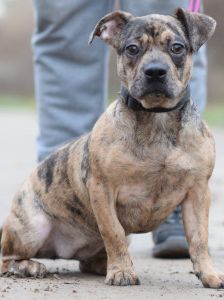 milka – Mischling, Weibchen, 1 Jahr, Ungarn – Foto 10