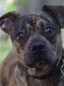 milka – Mischling, Weibchen, 1 Jahr, Ungarn – Foto 11