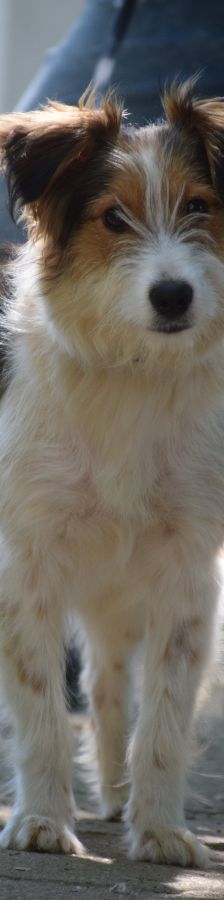 nancy – Mischling, Weibchen, 1 Jahr, Ungarn – Foto 1