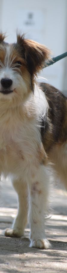 nancy – Mischling, Weibchen, 1 Jahr, Ungarn – Foto 2
