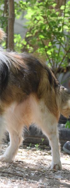 nancy – Mischling, Weibchen, 1 Jahr, Ungarn – Foto 3