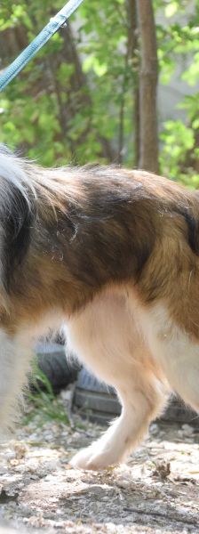 nancy – Mischling, Weibchen, 1 Jahr, Ungarn – Foto 4