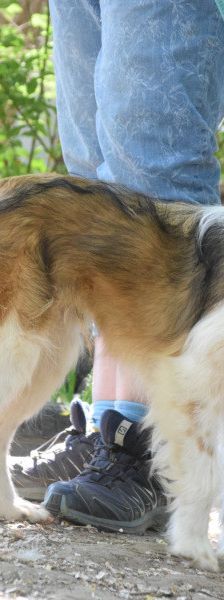 nancy – Mischling, Weibchen, 1 Jahr, Ungarn – Foto 5