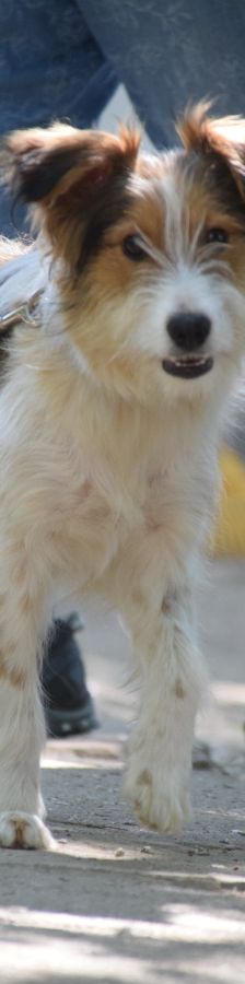nancy – Mischling, Weibchen, 1 Jahr, Ungarn – Foto 6
