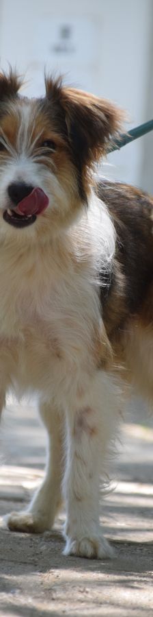 nancy – Mischling, Weibchen, 1 Jahr, Ungarn – Foto 7
