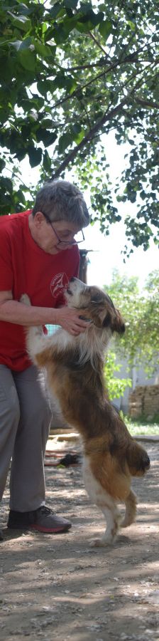 nancy – Mischling, Weibchen, 1 Jahr, Ungarn – Foto 8