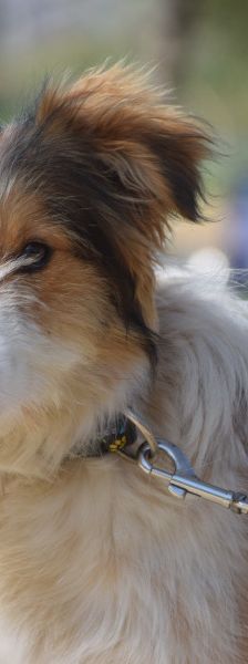 nancy – Mischling, Weibchen, 1 Jahr, Ungarn – Foto 10