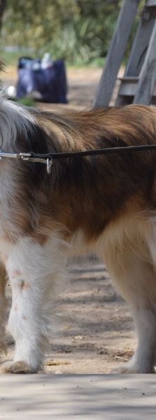 nancy – Mischling, Weibchen, 1 Jahr, Ungarn – Foto 11