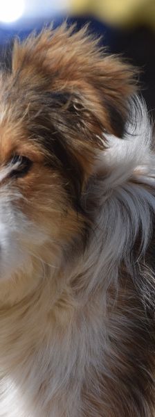 nancy – Mischling, Weibchen, 1 Jahr, Ungarn – Foto 12