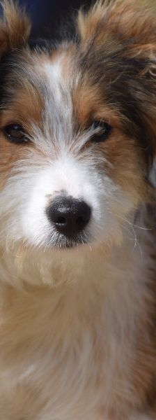 nancy – Mischling, Weibchen, 1 Jahr, Ungarn – Foto 13