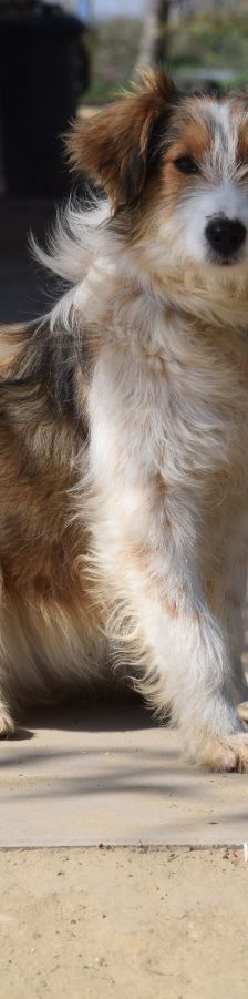 nancy – Mischling, Weibchen, 1 Jahr, Ungarn – Foto 14
