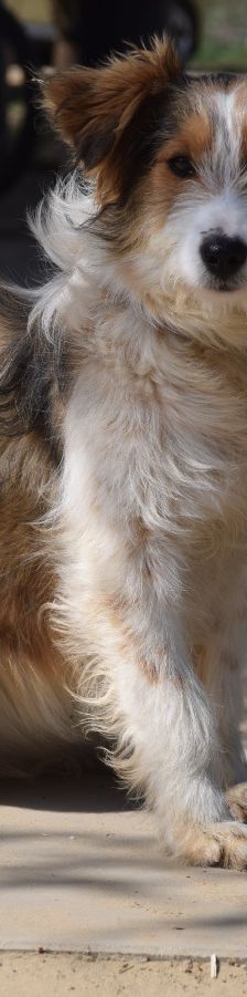nancy – Mischling, Weibchen, 1 Jahr, Ungarn – Foto 15