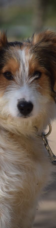 nancy – Mischling, Weibchen, 1 Jahr, Ungarn – Foto 16
