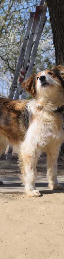 nancy – Mischling, Weibchen, 1 Jahr, Ungarn – Foto 17