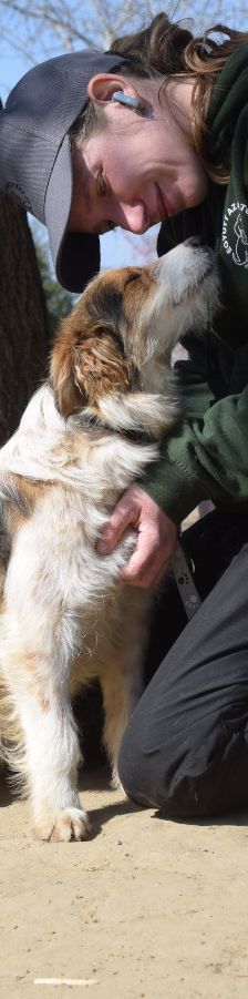 nancy – Mischling, Weibchen, 1 Jahr, Ungarn – Foto 19