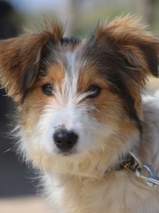 nancy – Mischling, Weibchen, 1 Jahr, Ungarn – Foto 21