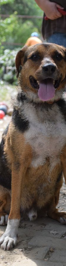 donut – Hund, Männchen, 4 Jahre, Ungarn – Foto 1