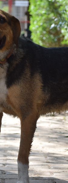 donut – Hund, Männchen, 4 Jahre, Ungarn – Foto 2