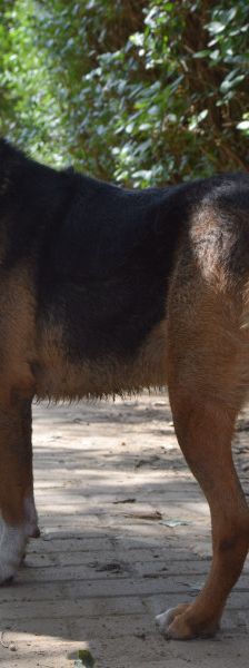 donut – Hund, Männchen, 4 Jahre, Ungarn – Foto 3