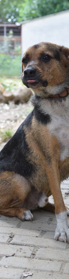 donut – Hund, Männchen, 4 Jahre, Ungarn – Foto 4