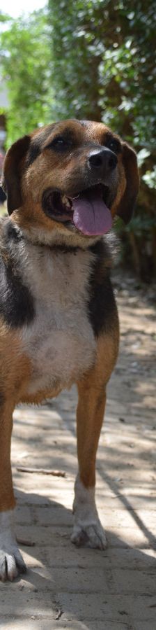 donut – Hund, Männchen, 4 Jahre, Ungarn – Foto 5