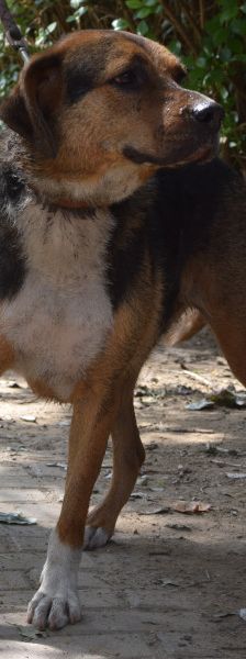 donut – Hund, Männchen, 4 Jahre, Ungarn – Foto 6